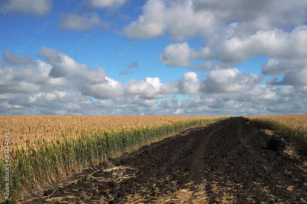 The beginning of harvesting wheat. Field
