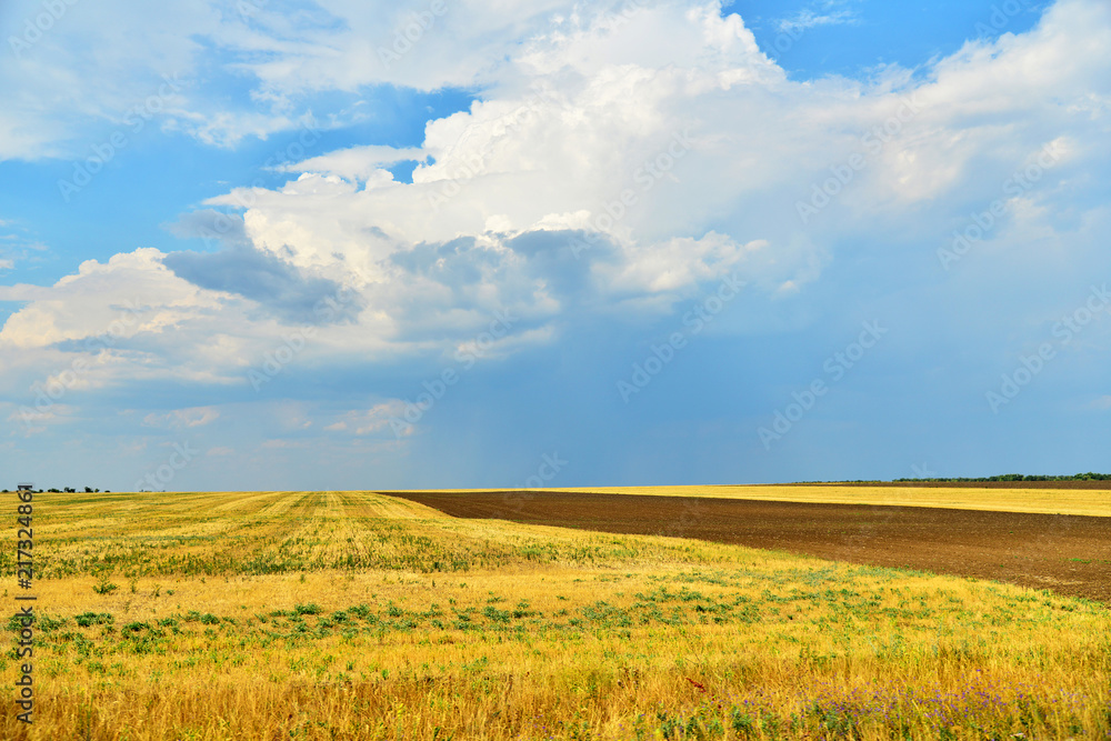 Yellow field with a rind on a background of the blue sky.