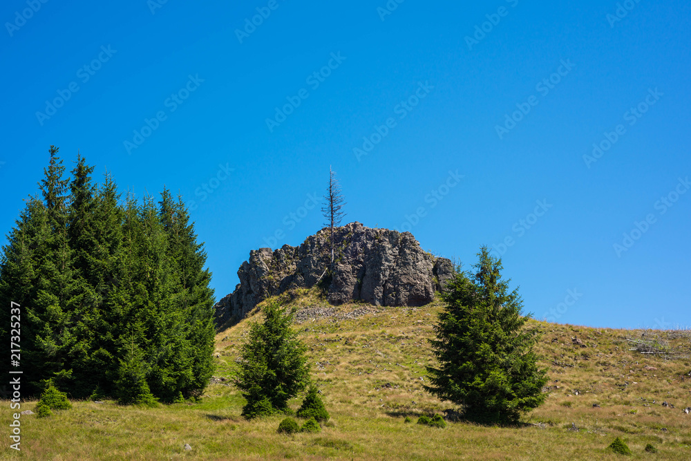 Dried pine tree  on the top of the mountain in the Carpathian mountains.