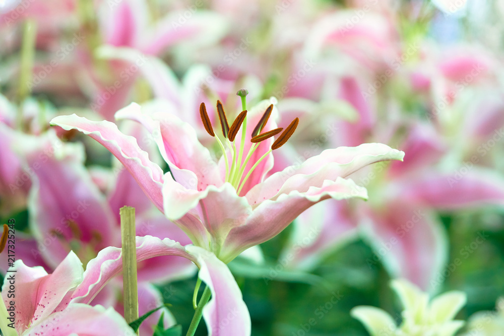 Fototapeta premium Lil White (Lily, Lilium hybrids) Blooming in the garden, gardening ideas Decorating a place The meaning of white lilies. 