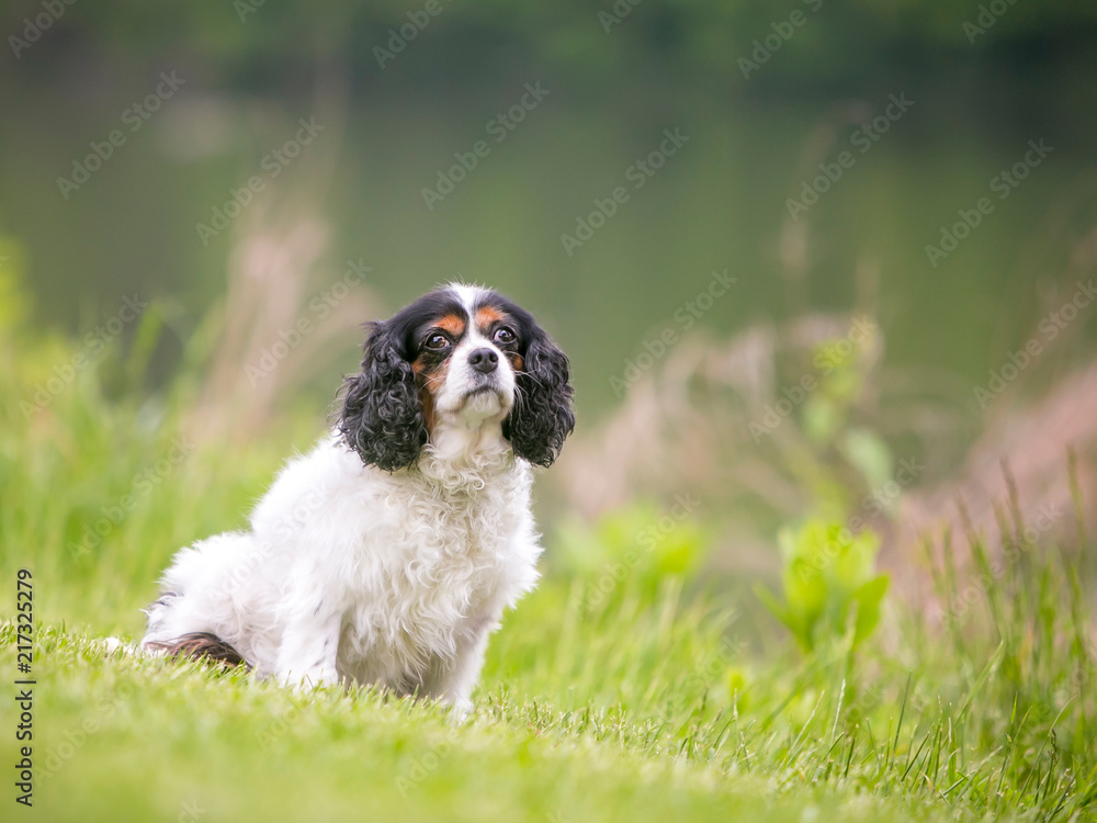 A purebred tricolor Cavalier King Charles Spaniel dog sitting next to a lake