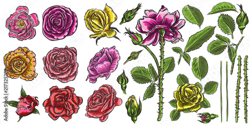 Roses set constructor. Flower collection DIY. Wild flowers mix for cards and wedding invitation design. Floral bloom heads, buts, stems, branches and leaves. Vector.