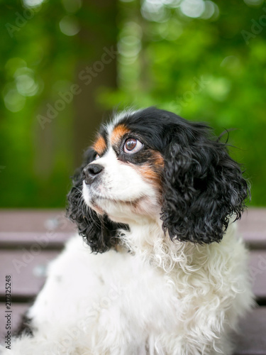 A purebred tricolor Cavalier King Charles Spaniel dog sitting on a park bench