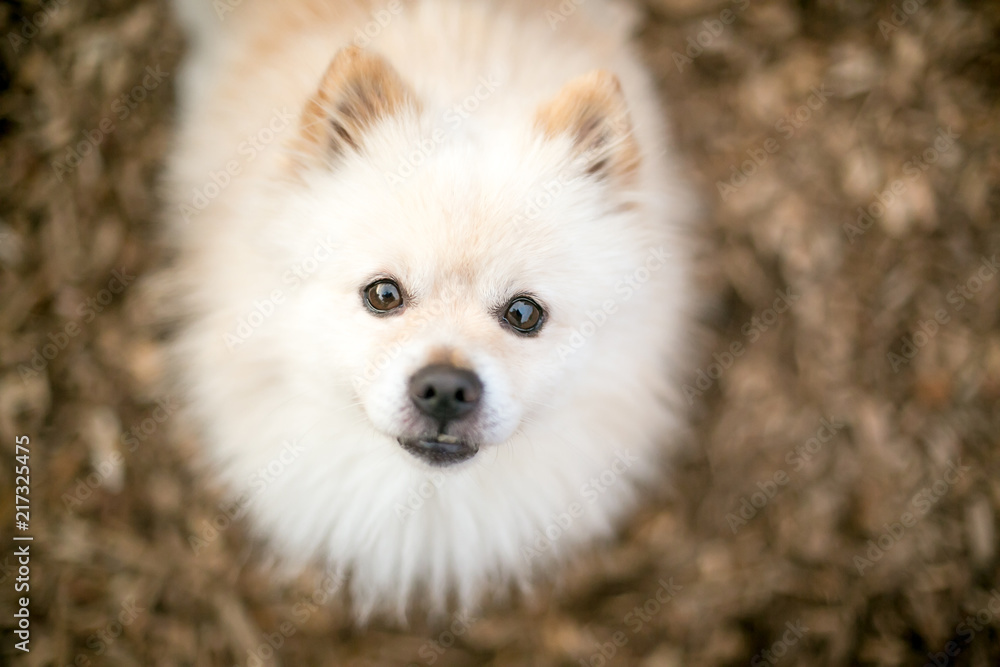 A cream colored purebred Pomeranian dog