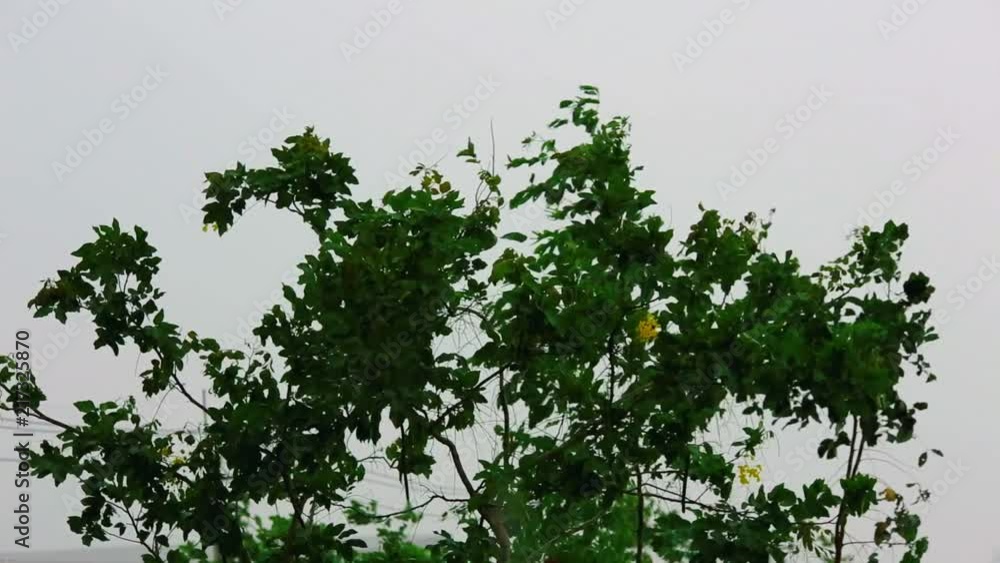 Tropical wind and rain drops falling on the tree leaves Tropical wind and rain drops falling on the tree leaves