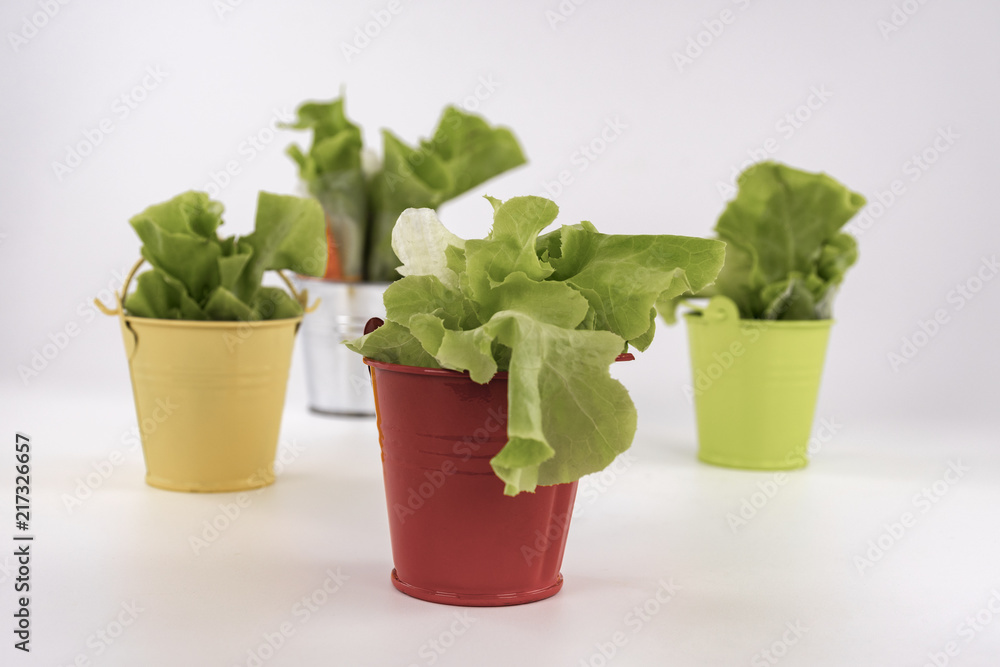 Salad Roll Crab Salad Roll with Spicy Seafood Sauce on white table. Multicolored small buckets decorating item. Salad Roll Crab Salad Roll with Spicy Seafood Sauce on white table. Multicolored small buckets decorating item.