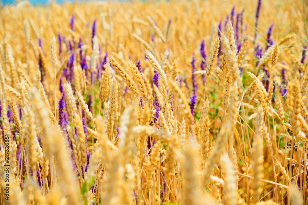 Fototapeta premium Bread field, sky, mountains