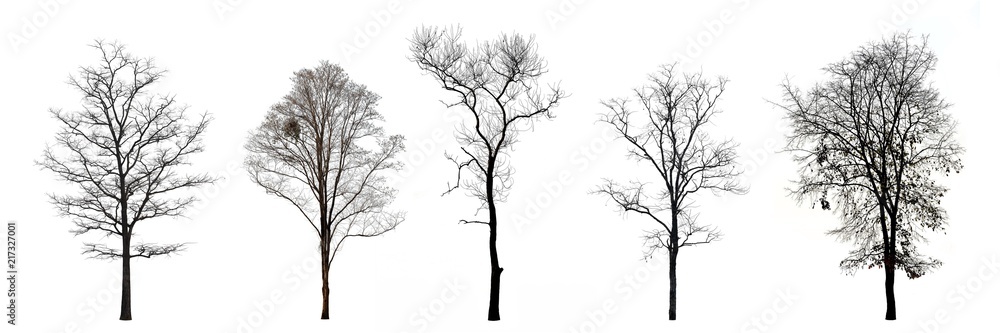 Collection of trees without leaves isolated on white background