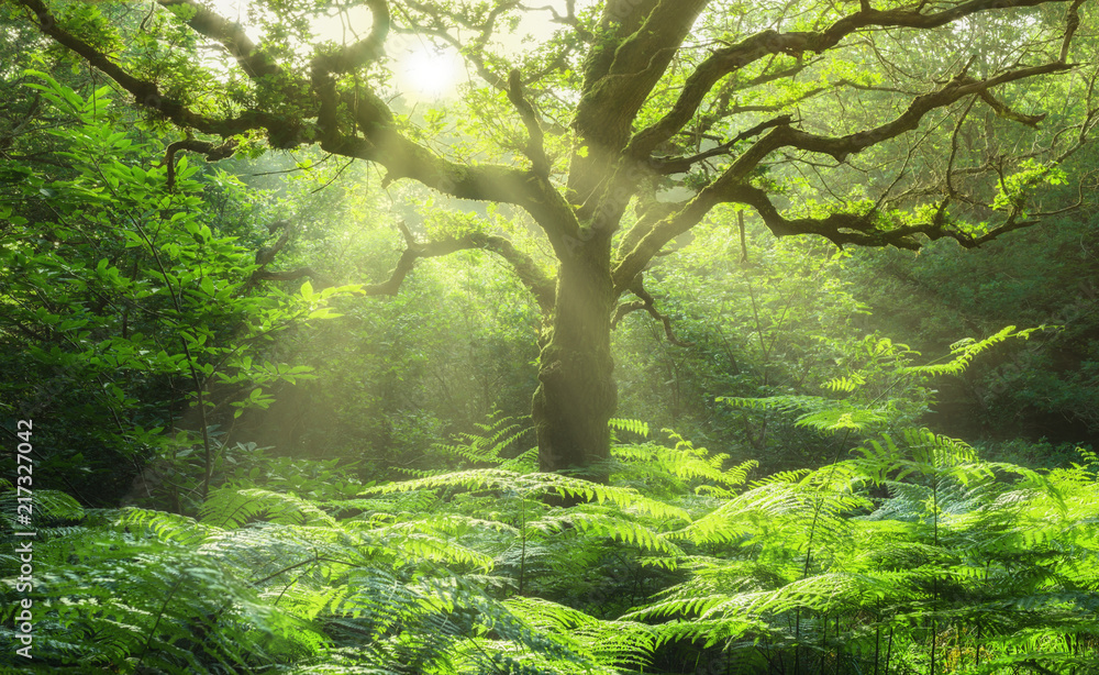 Landschaft Eiche in Waldlichtung mit Farn und Sonnenstrahlen - Landscape old oak in forest glade with fern and sunbeams - obrazy, fototapety, plakaty 