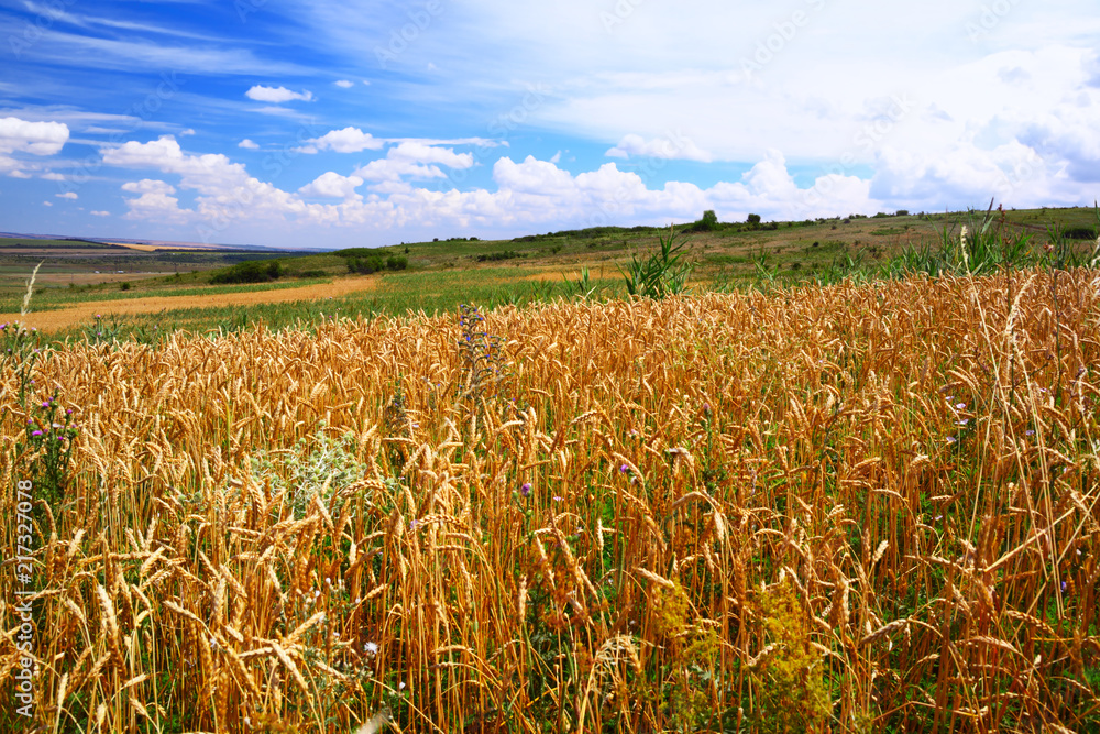 Bread field, sky, mountains