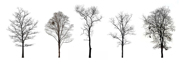 Collection of trees without leaves isolated on white background