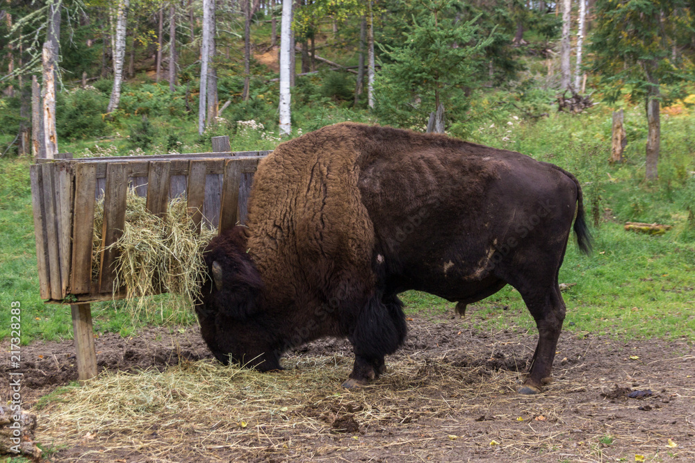 Bison in the forest (Canada) Bison in the forest (Canada)
