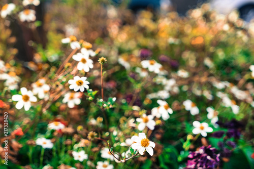 autumn flowers and grass