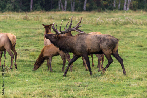 Northern Elk in a forest of Canada