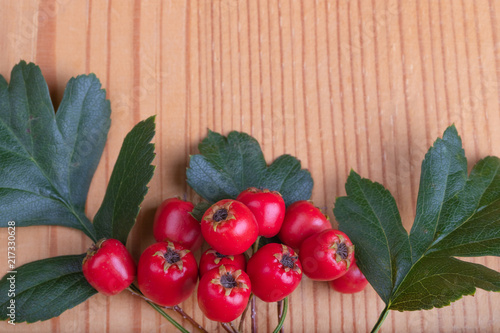berry red whitethorn on a branch with green leaves on a wooden  background