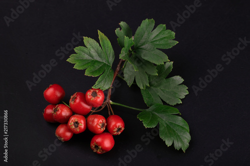 berry red whitethorn on a branch with green leaves