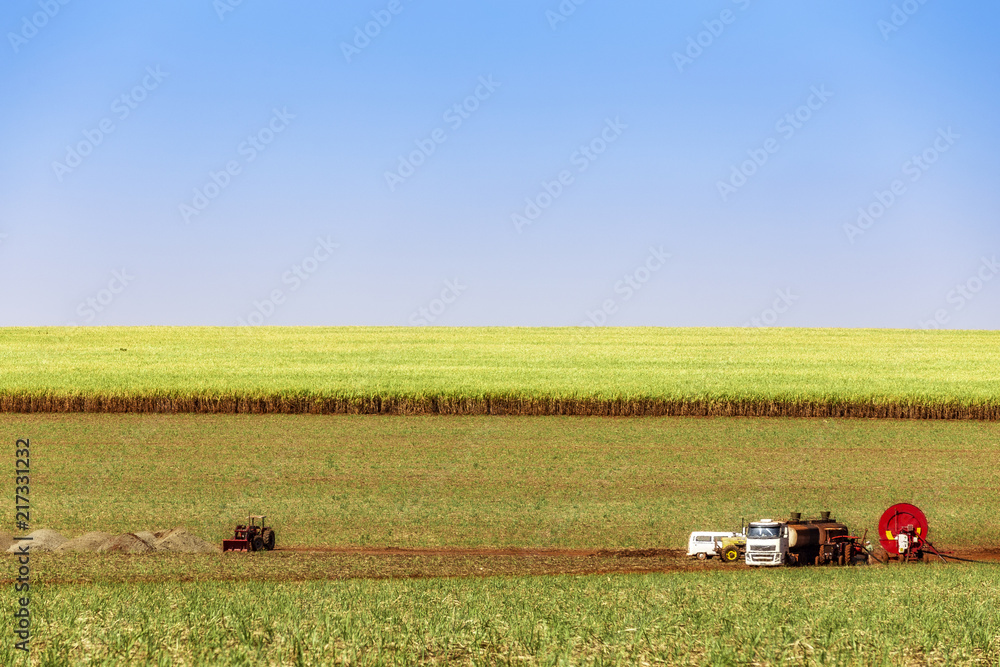 Obraz premium Sugar cane plantation at brazil's countryside