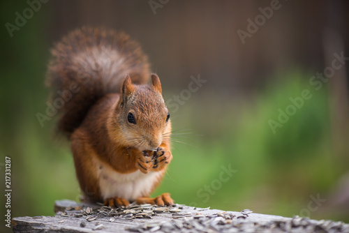 Φωτογραφία Squirrel