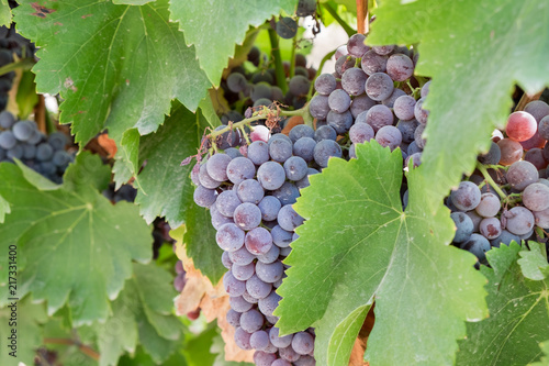 Wallpaper Mural Juicy wine black grapes growing on farm Torontodigital.ca