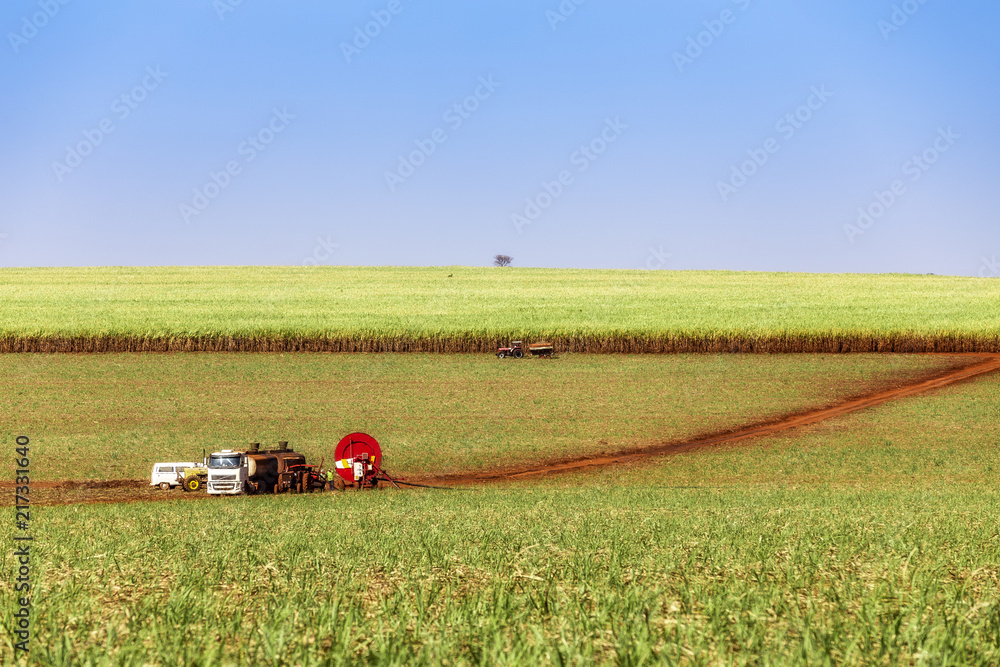 Obraz premium Sugar cane plantation at brazil's countryside