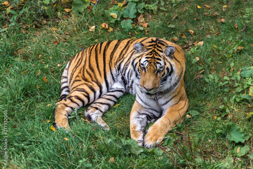 Obraz premium Amur Tiger in a forest of Canada