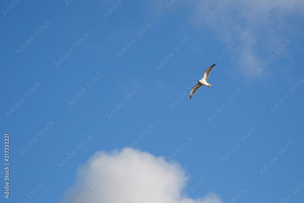 Seagull on the background of a blue sky
