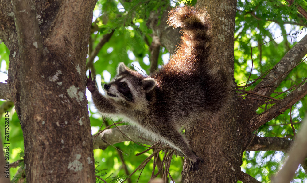 Fototapeta premium Young raccoon climbing in a tree