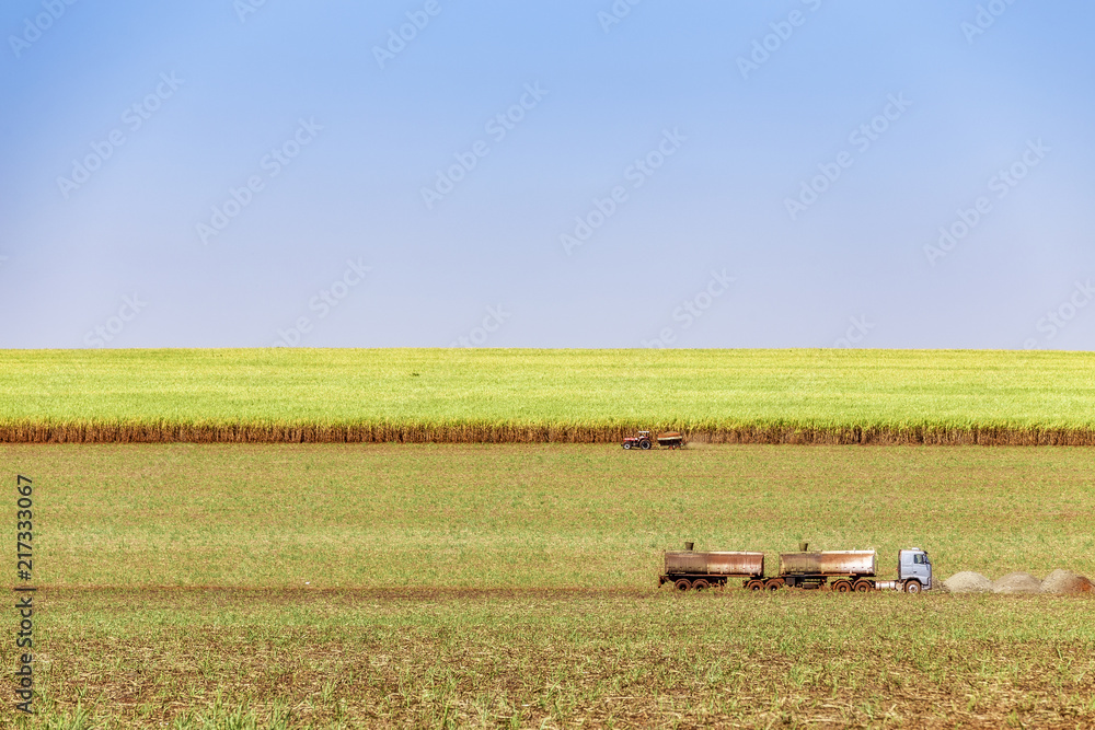 Fototapeta premium Sugar cane plantation at brazil's countryside