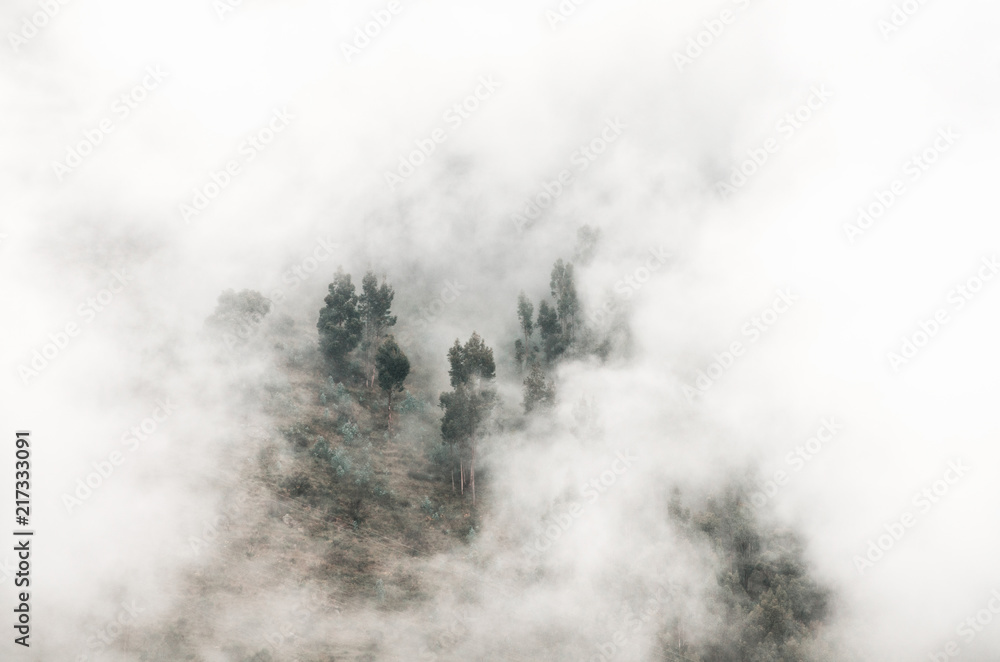 Mysterious forest on a hillside in white dense fog. Mystical landscape of rocks of South America. Empty place for text.