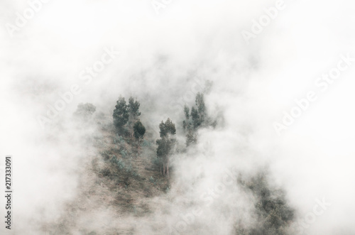 Mysterious forest on a hillside in white dense fog. Mystical landscape of rocks of South America. Empty place for text.