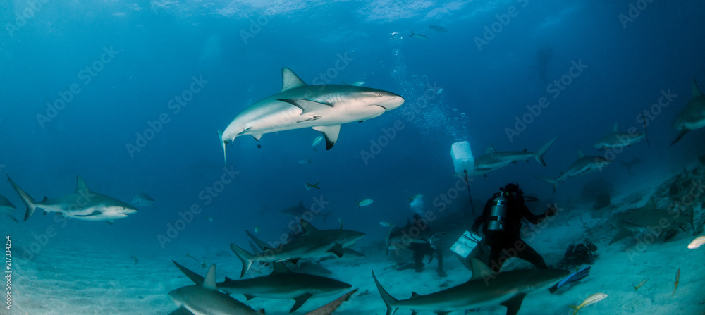 Fototapeta premium Caribbean reef shark at the Bahamas