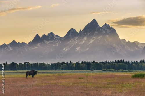 Bison with the Grand Tetons at sunset