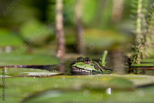 A green european frog sticking its head up between water lily leaves with mares tails in the blurred background