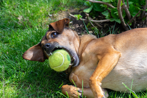 dog playing with a ball