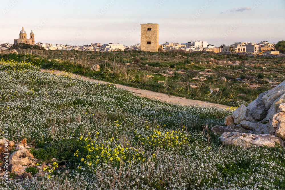 Malta's quiet south:  fields of wildflowers near Dingli