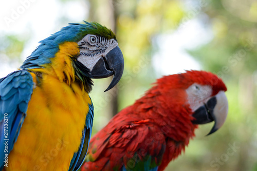 Portrait beautiful colorful red blue orange yellow green macaw parrot birds in outdoor park.International Migratory Bird Day, World Migratory Bird Day. Exotic pets