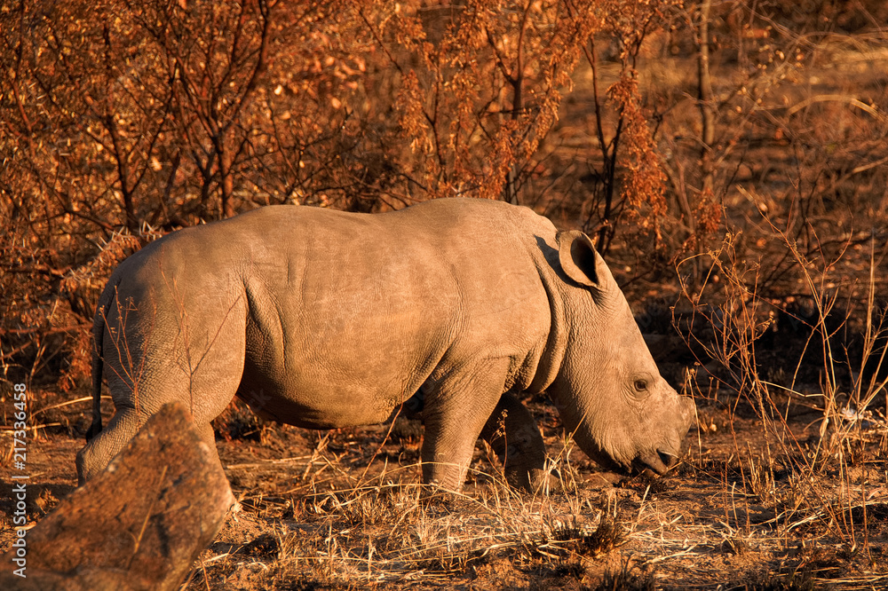 Obraz premium Cielę nosorożca białego podąża za matką