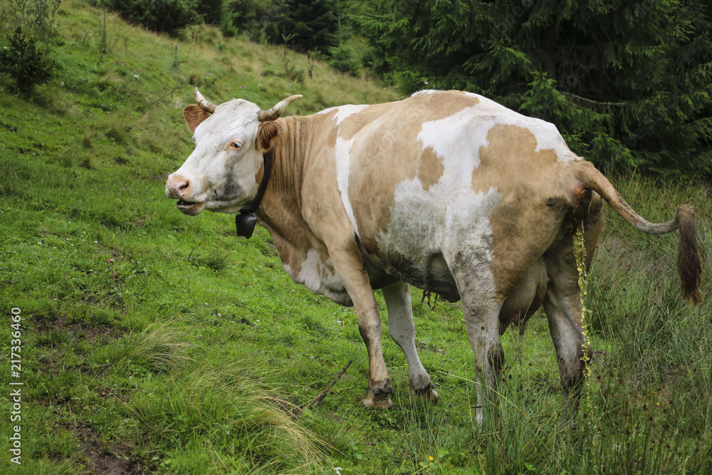 Cow grazing in a summer mountain meadow in the Carpathians, Romania