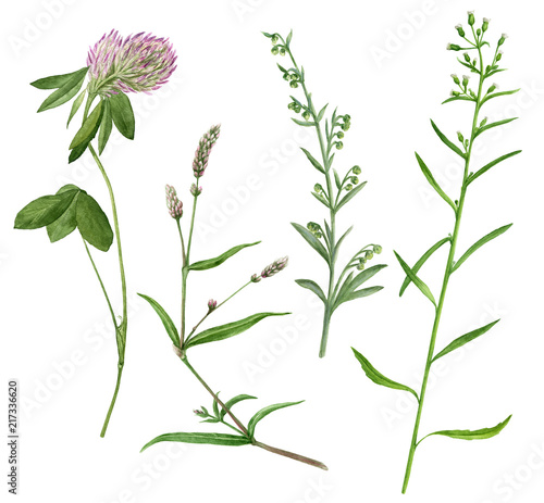 Watercolor set of weeds