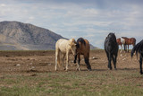 Wild Horses in the Desert in Summer