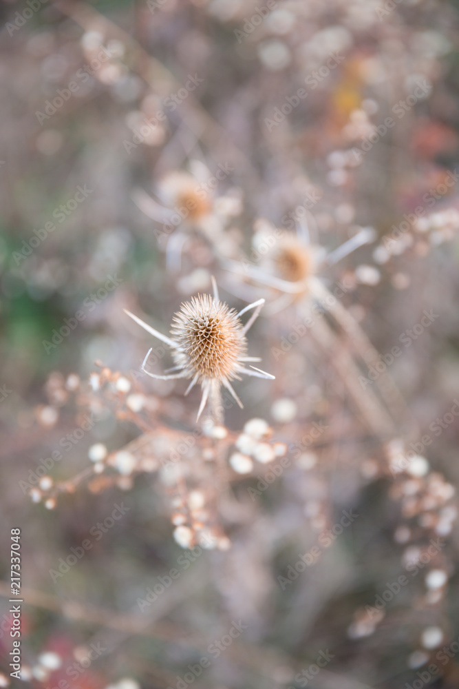 Fototapeta premium Dried Thistle and Country Fields In Pastel Winter Sunlight in Blurred Background.