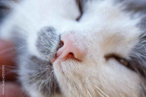 closeup of the face of a cat happy pet is resting