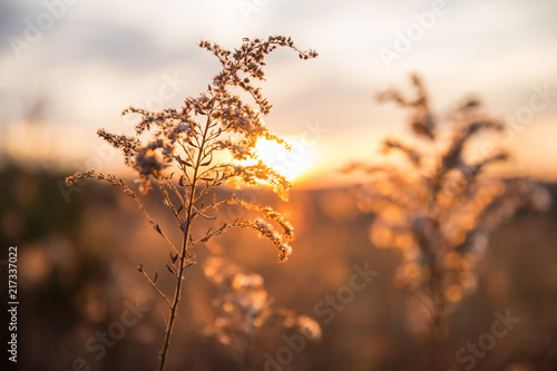 Dried Wild Grass and Country Fields with Winter Sunset in Blurred Background.