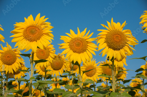 Landscape in Hokkaido  Rural landscape  Higashi  Hill of fairy tale  Meihachi  sunflower