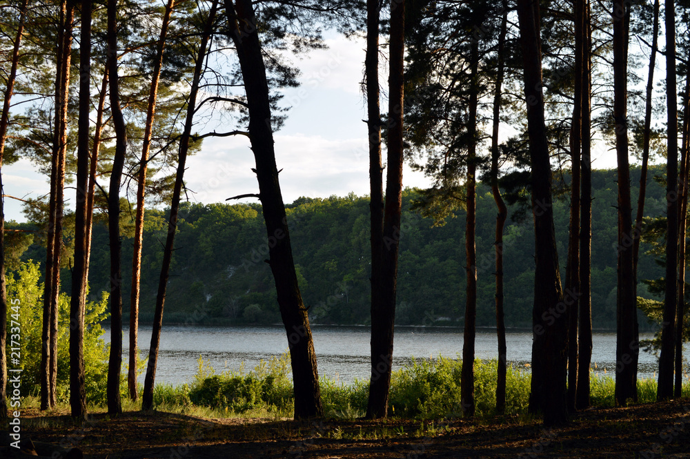 Naklejka premium Pine and river