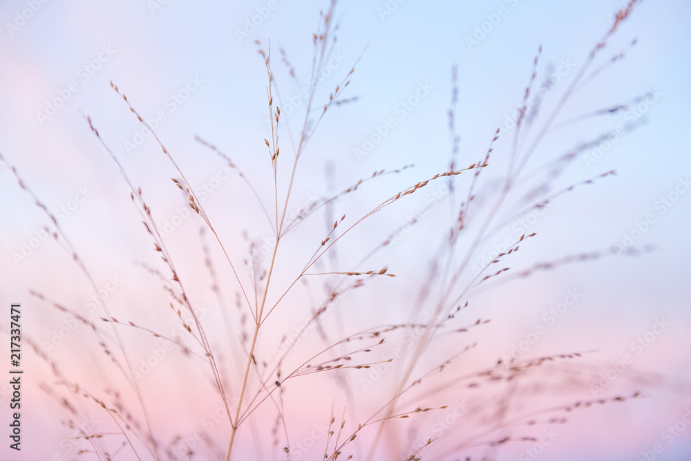 Partially Cloudy Pastel Pink and Purple Dusk Light with Blue Sky over Wild Grasses. Partially Cloudy Pastel Pink and Purple Dusk Light with Blue Sky over Wild Grasses.