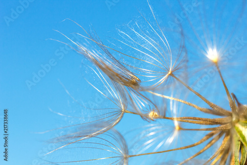 big dandelion on blue sky background close up