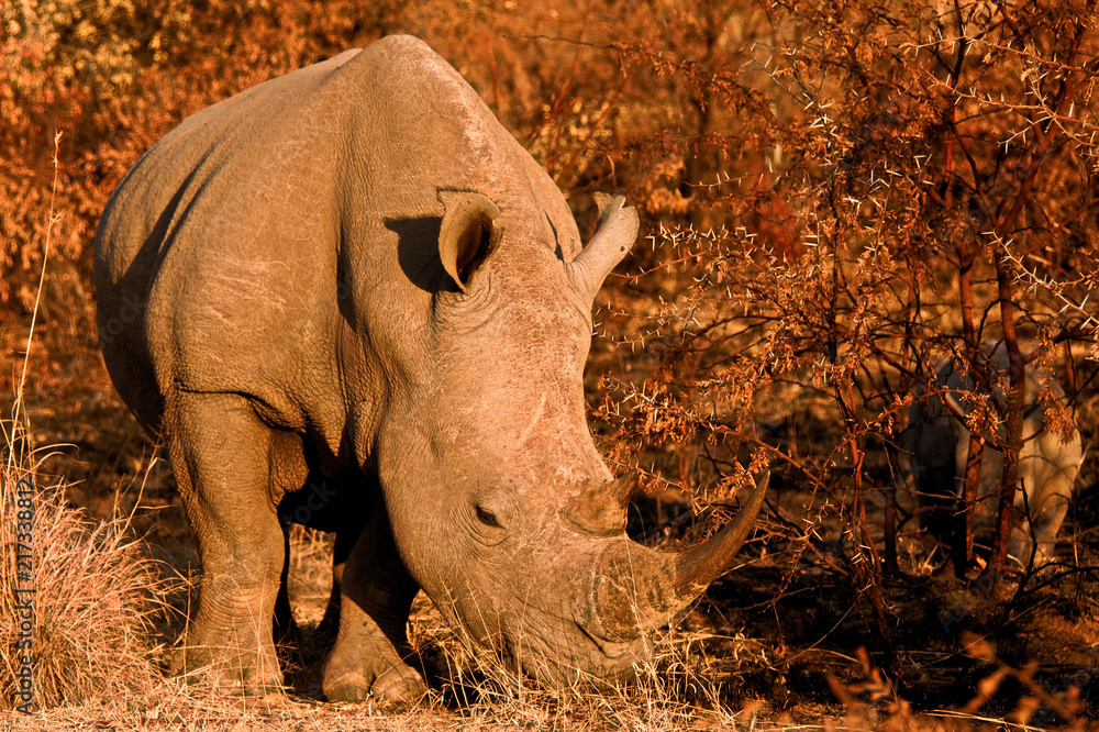 Fototapeta premium Matka nosorożca białego z cielakiem w bliskim sąsiedztwie w krzakach