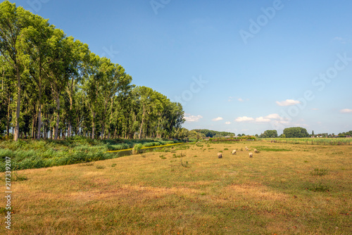 Rural Dutch landscape on a sunny day in summertime