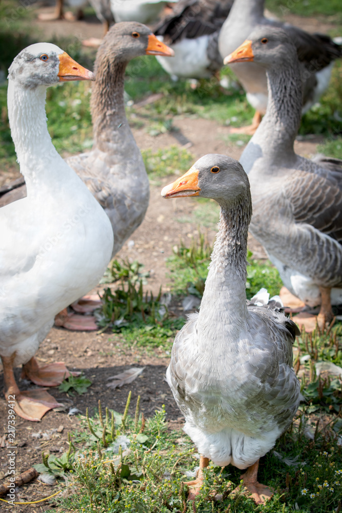 Obraz premium Group of geese at a farm 